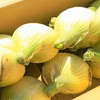 春限定！！その甘さに感激！淡路島新玉ねぎ　３ｋｇ（早生・七宝）