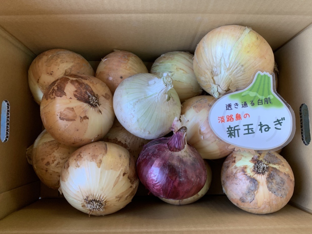 お試し価格！】 野菜 玉ねぎ 淡路島極熟玉葱訳あり6kgシャーロットオニオン 産地直送