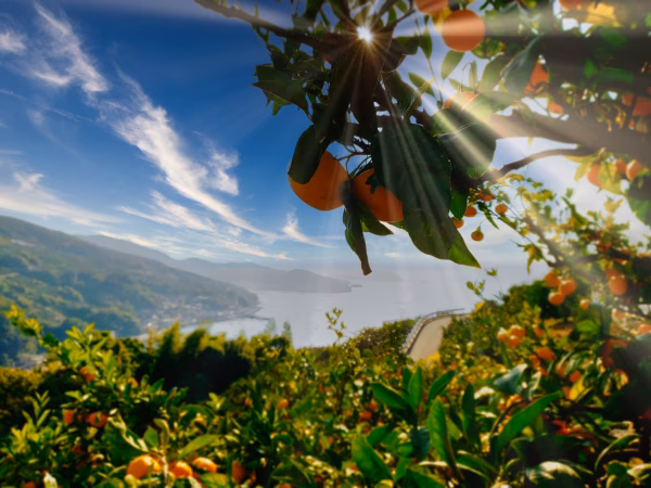 甘熟濃い濃いみかん選べるサイズ　　レモンが当たる抽選つき　熨斗対応します