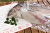 キャンプシーズン到来！アウトドアでブランド真鯛を食べつくす！【あなたに逢い鯛。】