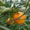 3月上旬）はるみの娘♪17度超!話題の新品種【あすみ】高糖度！手で剥けるオレンジ