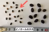 ピノガール【タネごと食べれる小玉すいか】