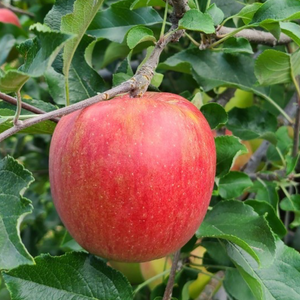 甘さ際立つ シナノスイート りんご 3kg(8～12玉)自家用 訳あり品