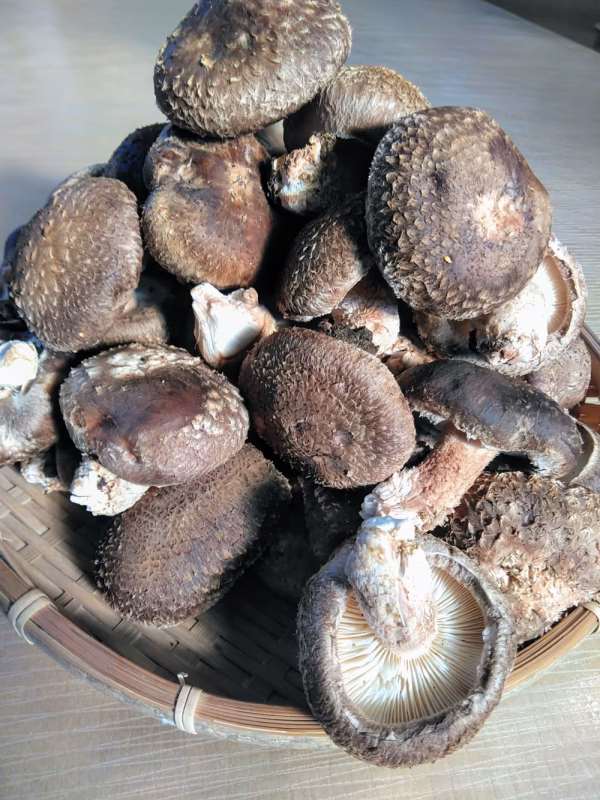 ドカンと1ｋｇ！ご家庭用　原木生しいたけ　