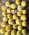 ニューサマーオレンジ　自然農農薬消毒肥料不使用#自然栽培#無農薬
