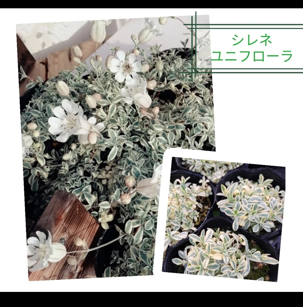 シレネユニフローラ★人気の這性麩入り植物