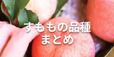 【2023年最新版】すももの品種まとめ