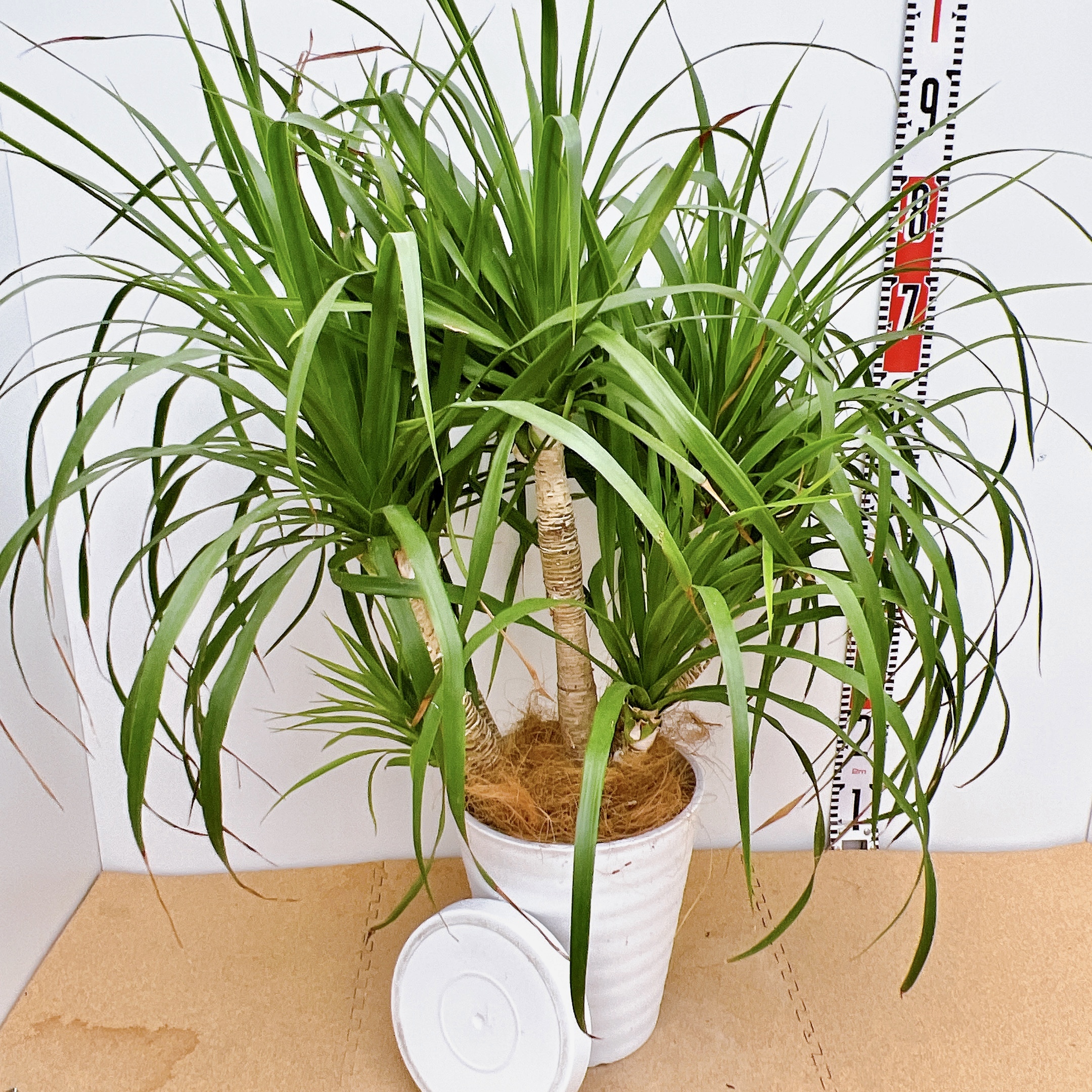 観葉植物 オーガスタ 根上がり 希少 - 植物/観葉植物