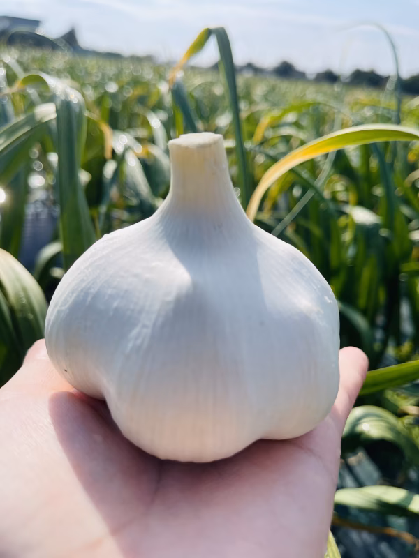 【月1,000箱売れてます】令和７年新物 青森にんにくの王様白玉王（大中玉）