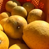 【25年度予約開始！】自然栽培・お日様の文旦　加工用　3㎏