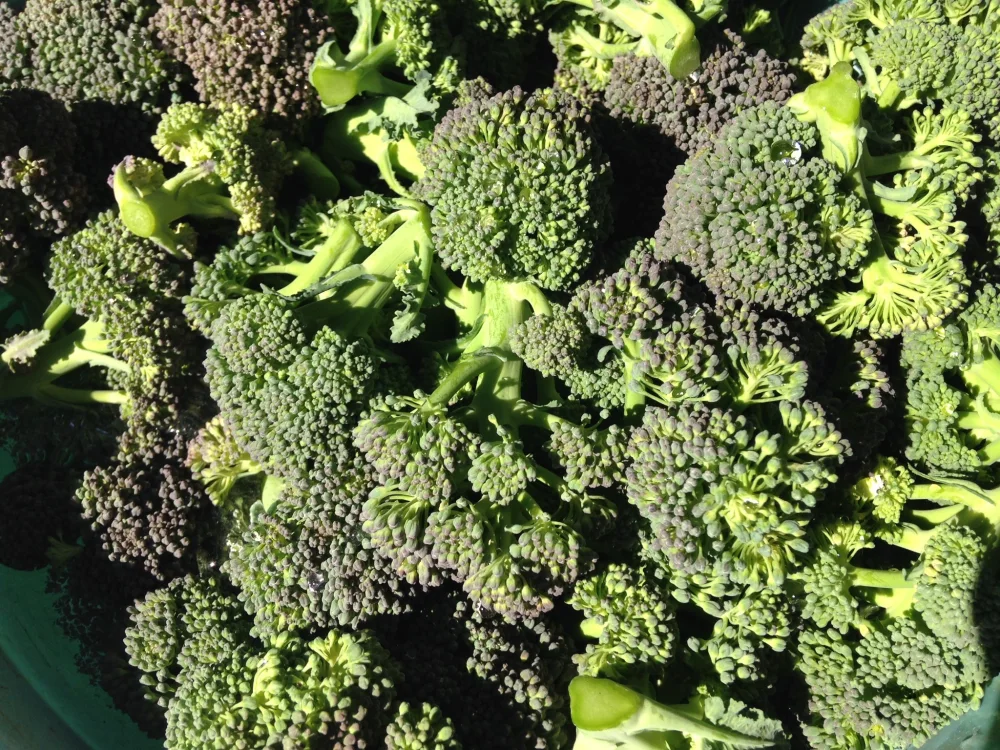 おすすめ旬の野菜セット 月2回 クール便　農薬・化学肥料・動物性堆肥不使用 