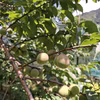 青梅・林州　M～２Lサイズ（中～大粒／梅干し・梅酒など）　約２kg～