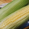 【農薬化学肥料不使用】新鮮！甘い！ 朝どりスイートコーン10本
