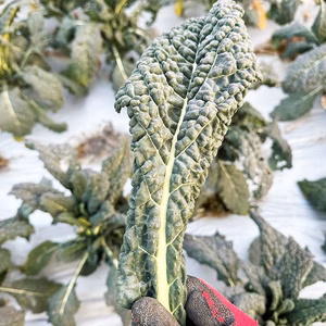 冬が旬！カーボロネロ