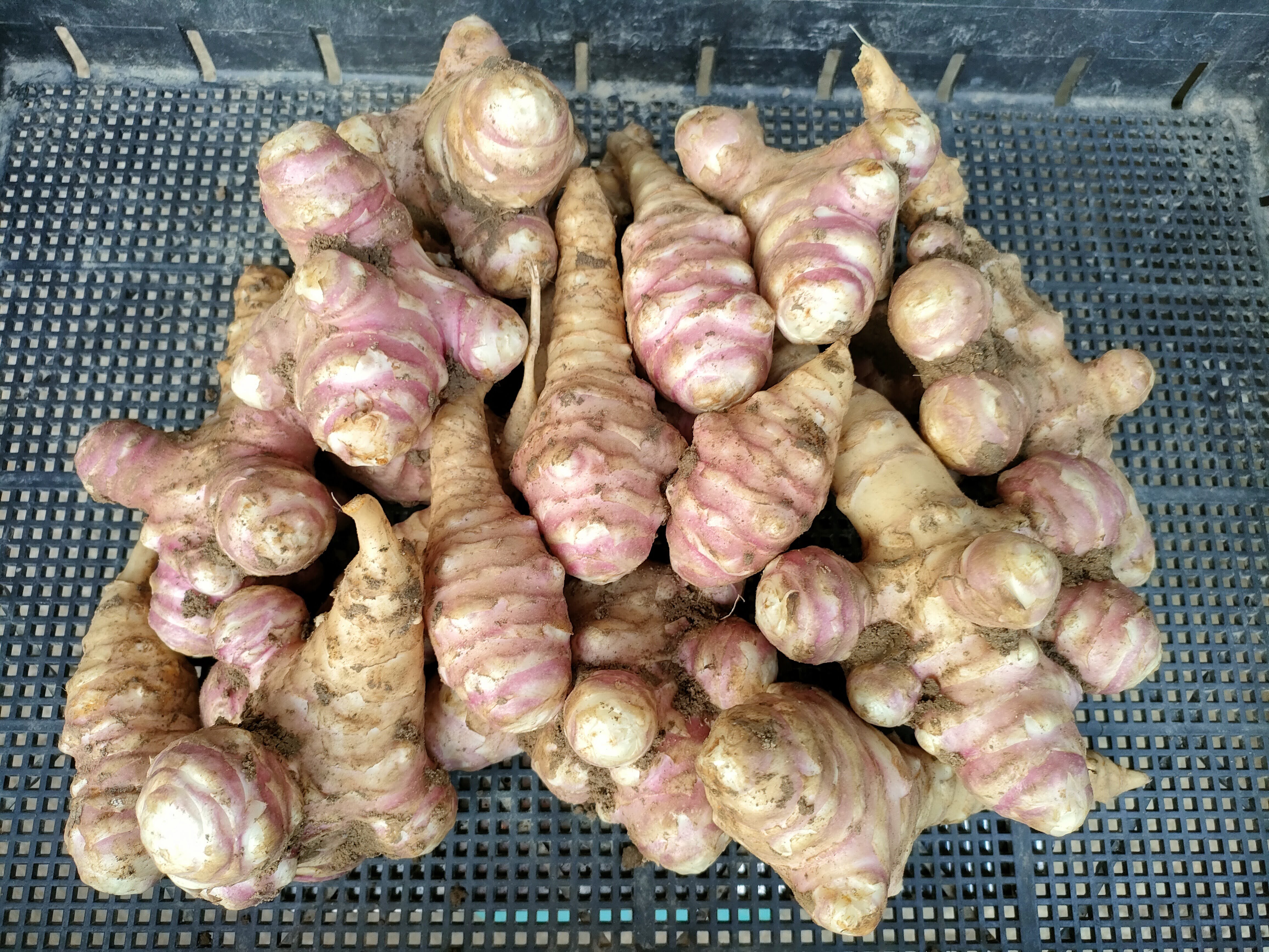 土付きお得な紫菊芋6.0kg（農薬化学肥料不使用)｜菊芋の商品詳細