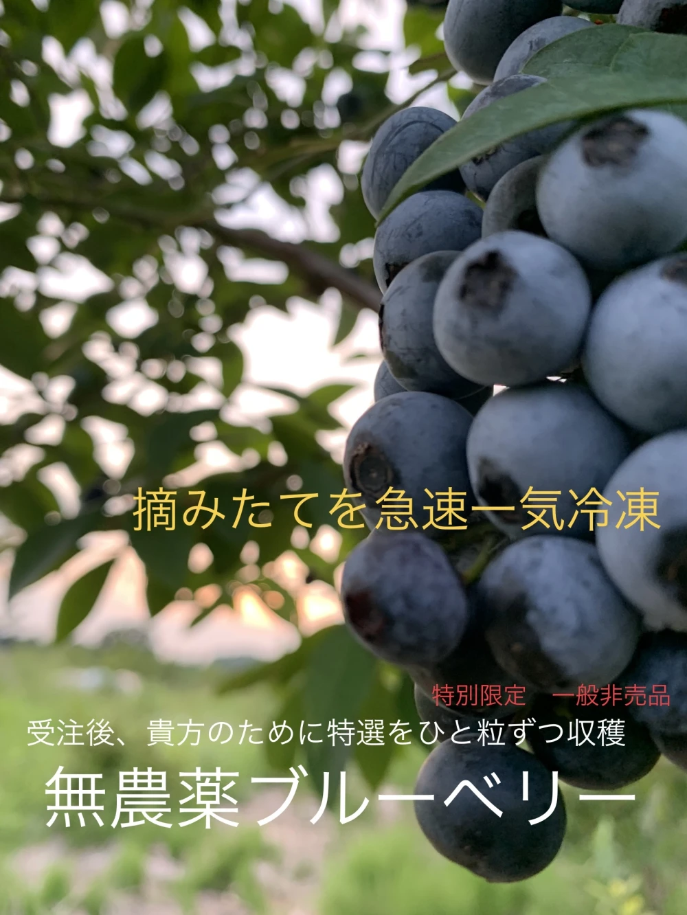 生食用に収穫選別した冷凍ブルーベリー 2023年産｜果物の商品詳細 ...