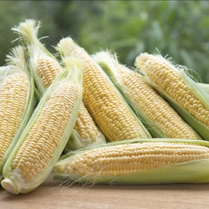 期間限定　旬の高原とうもろこし　　朝取り