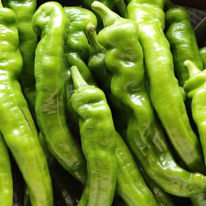 信州八ヶ岳産　いもねぎ屋の万願寺とうがらし　１Kg