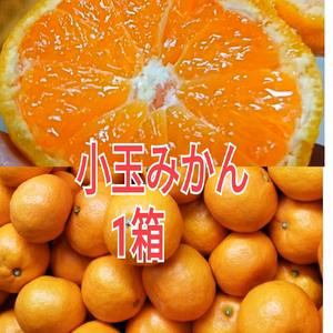 味の特選!お家用小玉【樹上完熟】大ちゃん農園のこだわり有田みかん
