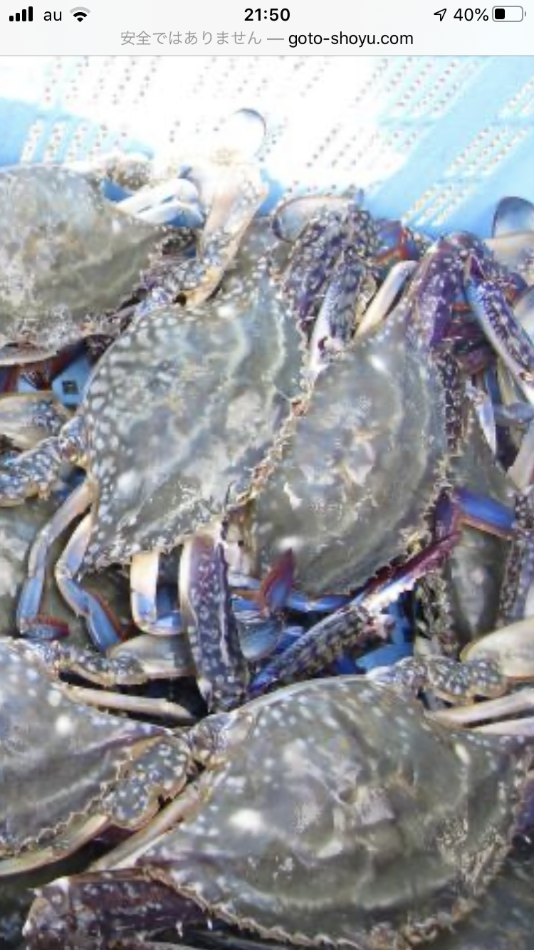 訳あり 活けワタリガニ オス300g 1匹 他数量あり 農家漁師から産地直送の通販 ポケットマルシェ