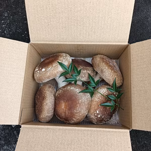 傘直径７㎝以上の椎茸500ｇ！！