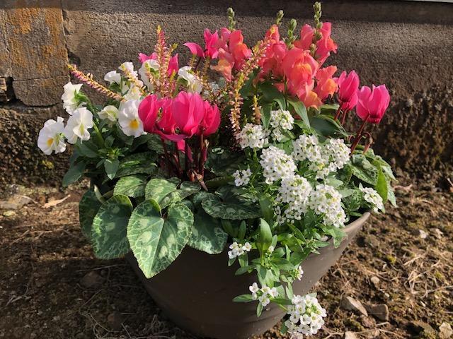 産直!冬を彩るシクラメン(オレンジと白系)寄せ植え 直径30センチの器