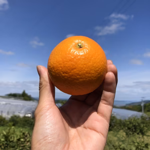 【訳あり】りんご屋さんの完熟清見(きよみ)5キロ箱中玉バラ詰(約25玉)#みかん