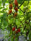 中玉トマト　サンマルツァーノ・リゼルバ　３kg　おまけ付き　栽培期間中農薬不使用