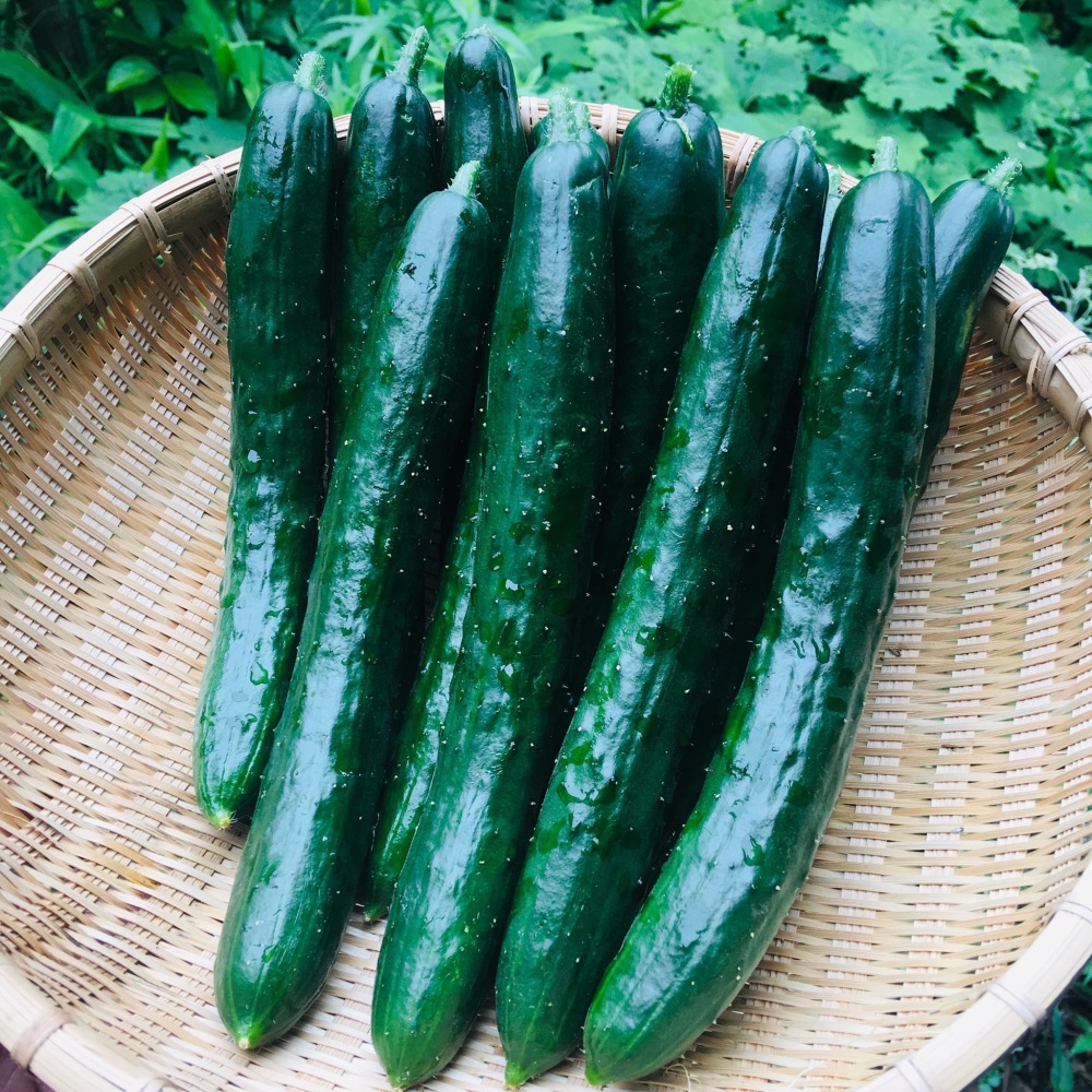 採りたて直送 鴨さんのきゅうり 他のセット同封可能 農家漁師から産地直送の通販 ポケットマルシェ