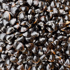 【冷凍•砂抜き済】宍道湖産ヤマトシジミ　Mサイズ