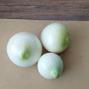 有機農家のタマネギ　赤白ミックス