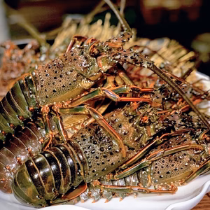 【2025年新物❢】活け〆冷凍伊勢海老1㎏入り