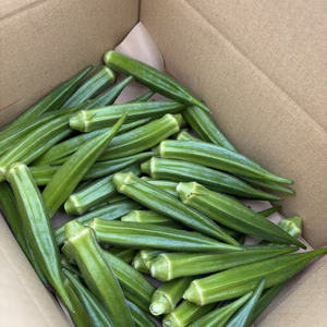 生産量日本一、指宿のオクラ600g 常温❣️