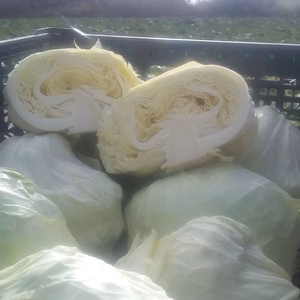 訳ありキャベツ4㎏～　詰められるだけ詰めます！