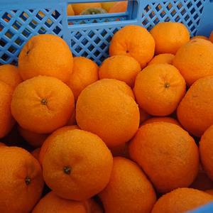 【香りも楽しめる】“ポンカン”(草生栽培)#農カード付き