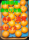 静岡県産　特選　樹なり完熟　清見　約4.8kg