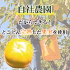 【罪悪感のないおやつ】砂糖、添加物不使用　完熟柿のドライフルーツ80ｇ×２袋