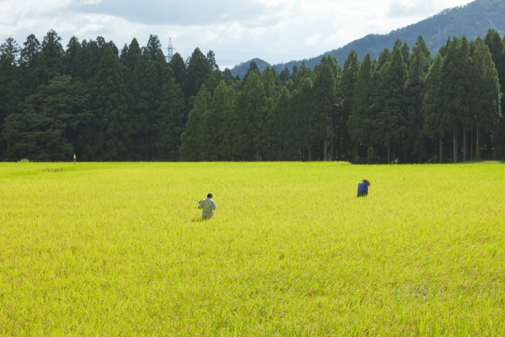 新米 滝本米 オリジナル 玄米 10kg 農薬不使用 玄米 コシヒカリ