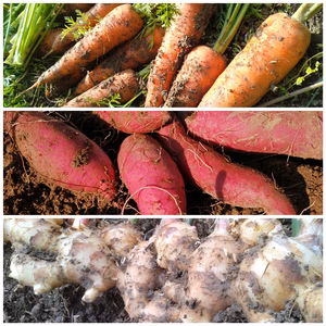 からだ温め野菜【人参、紅はるか、生姜】農薬 不使用 