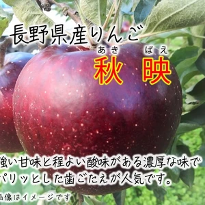 【レギュラー品】秋映 長野県産りんご 10月上旬～発送予定 