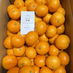 愛媛みかん　『宮川早生みかん』　ご家庭用　5kg