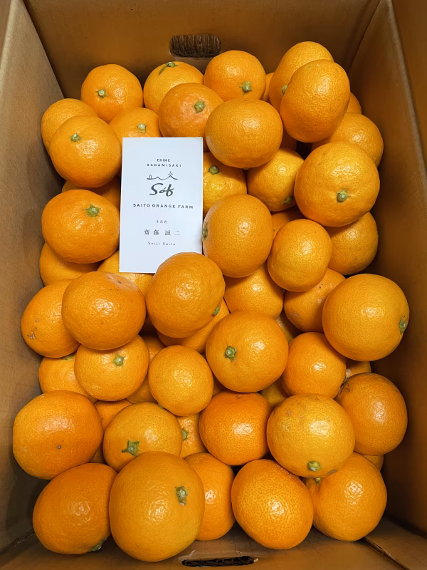 愛媛みかん　温州みかん　『宮川早生みかん』　ご家庭用