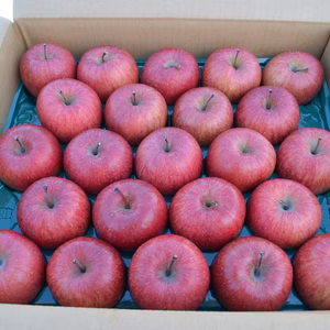 青森県黒石産　雪中貯蔵サンふじ小玉家庭用5kg