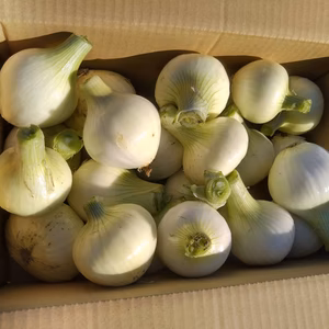 農薬不使用の新玉ねぎ（5kg）