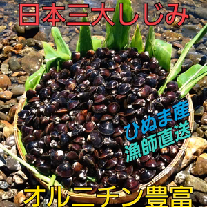 お待たせしました！茨城県涸沼川産。砂抜き済み生しじみです。