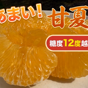 あまい❗️完熟甘夏みかん！肥料なし農薬なし、自然栽培