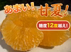 あまい❗️完熟甘夏みかん！肥料なし農薬なし、自然栽培