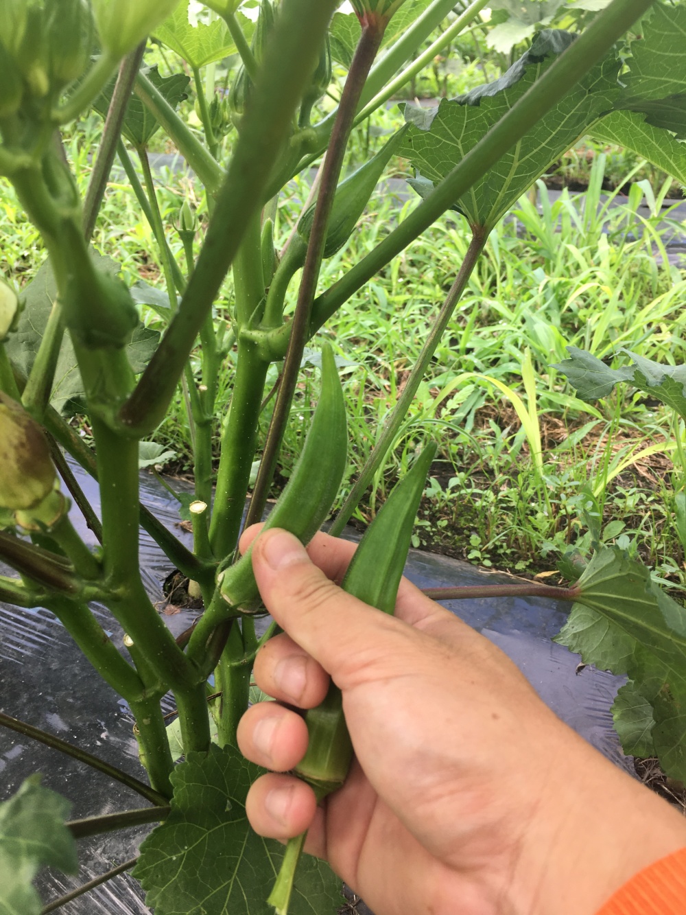 変化球 無選別オクラ1キロ 農家漁師から産地直送の通販 ポケットマルシェ