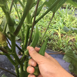 （変化球）無選別オクラ1キロ