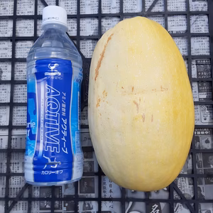 そーめんカボチャとバターナッツとゴーヤーのセット、すべて訳あり、１セット限定！！